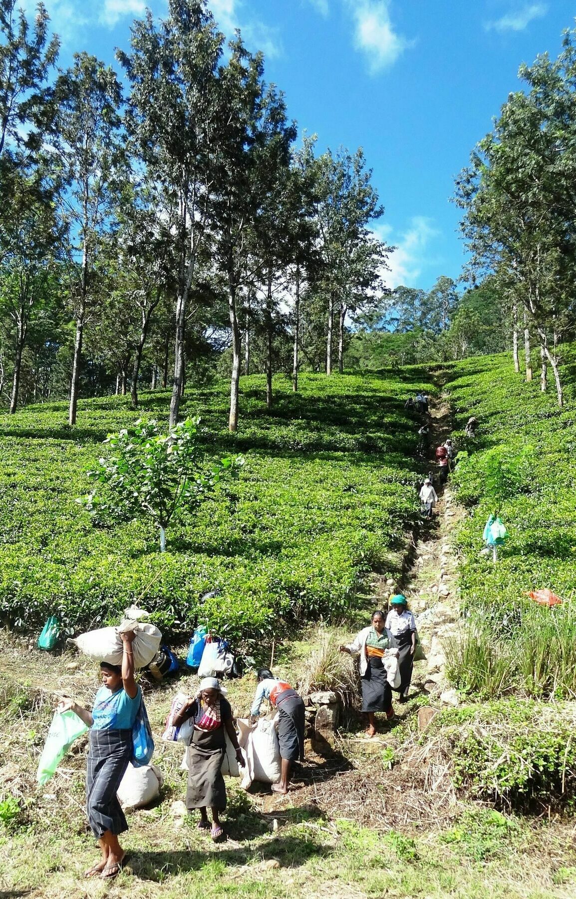 Strathisla Tea Estate Bungalow Matale Exteriér fotografie